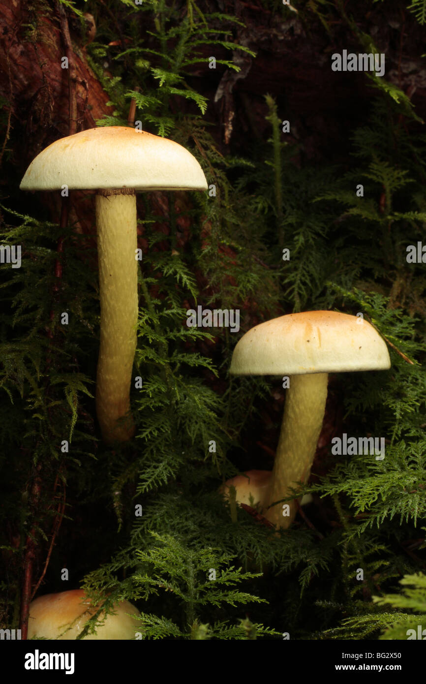 Funghi di foreste di conifere. Foto Stock