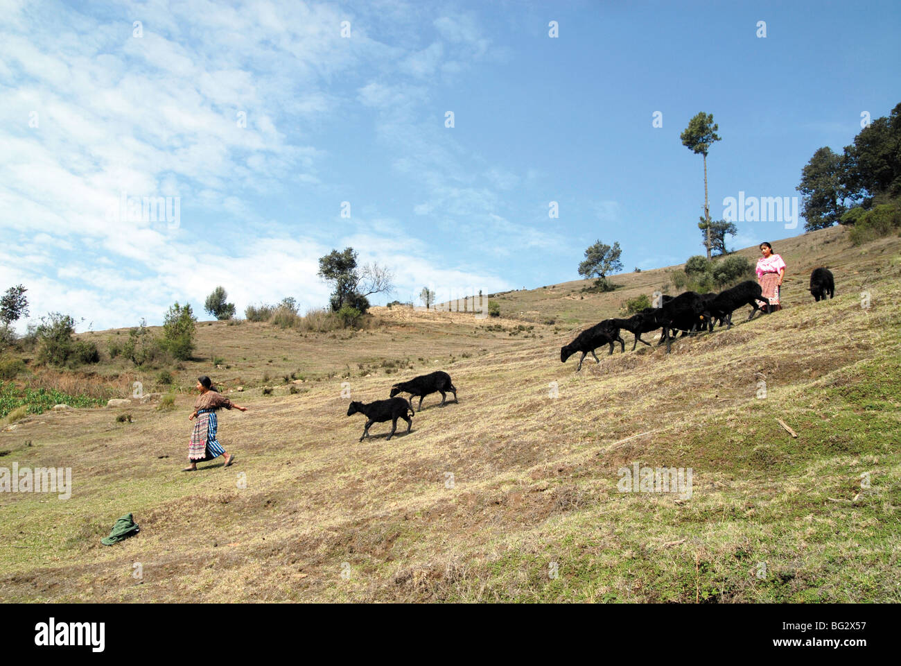 Guatemala.Native Mayan bambini lavoratori pascere le pecore nelle highlands dell America Centrale Foto Stock
