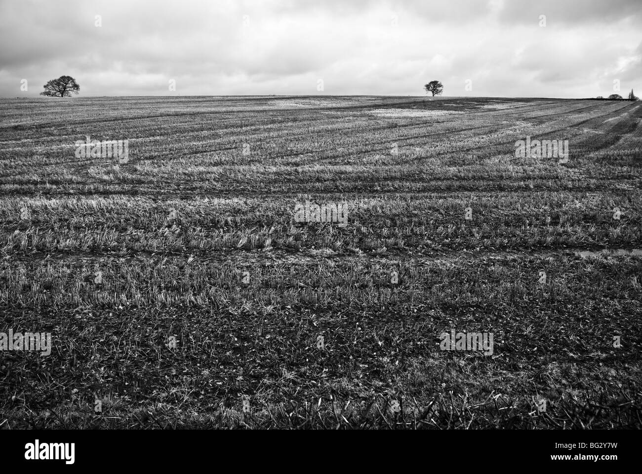 Campo ed alberi Foto Stock