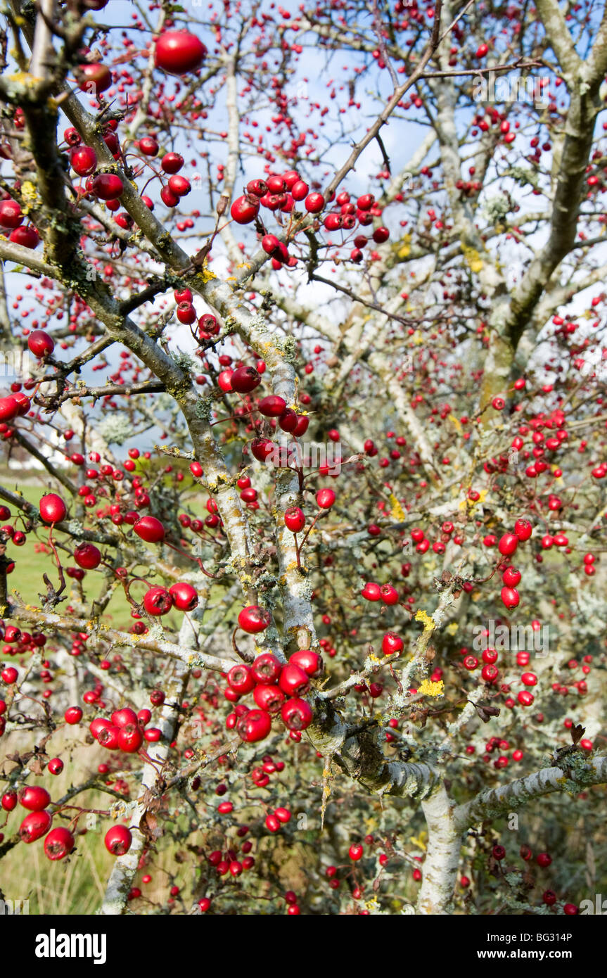 Frutti di bosco su rowan tree (Sorbus aucuparia) Foto Stock