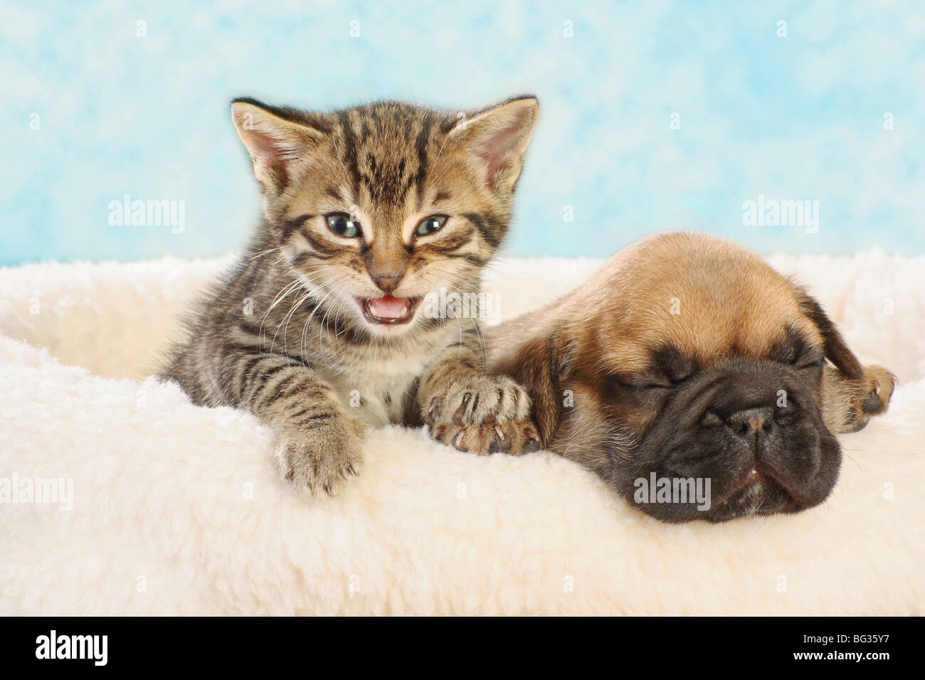 Bulldog francese - cucciolo con gattino domestico Foto Stock