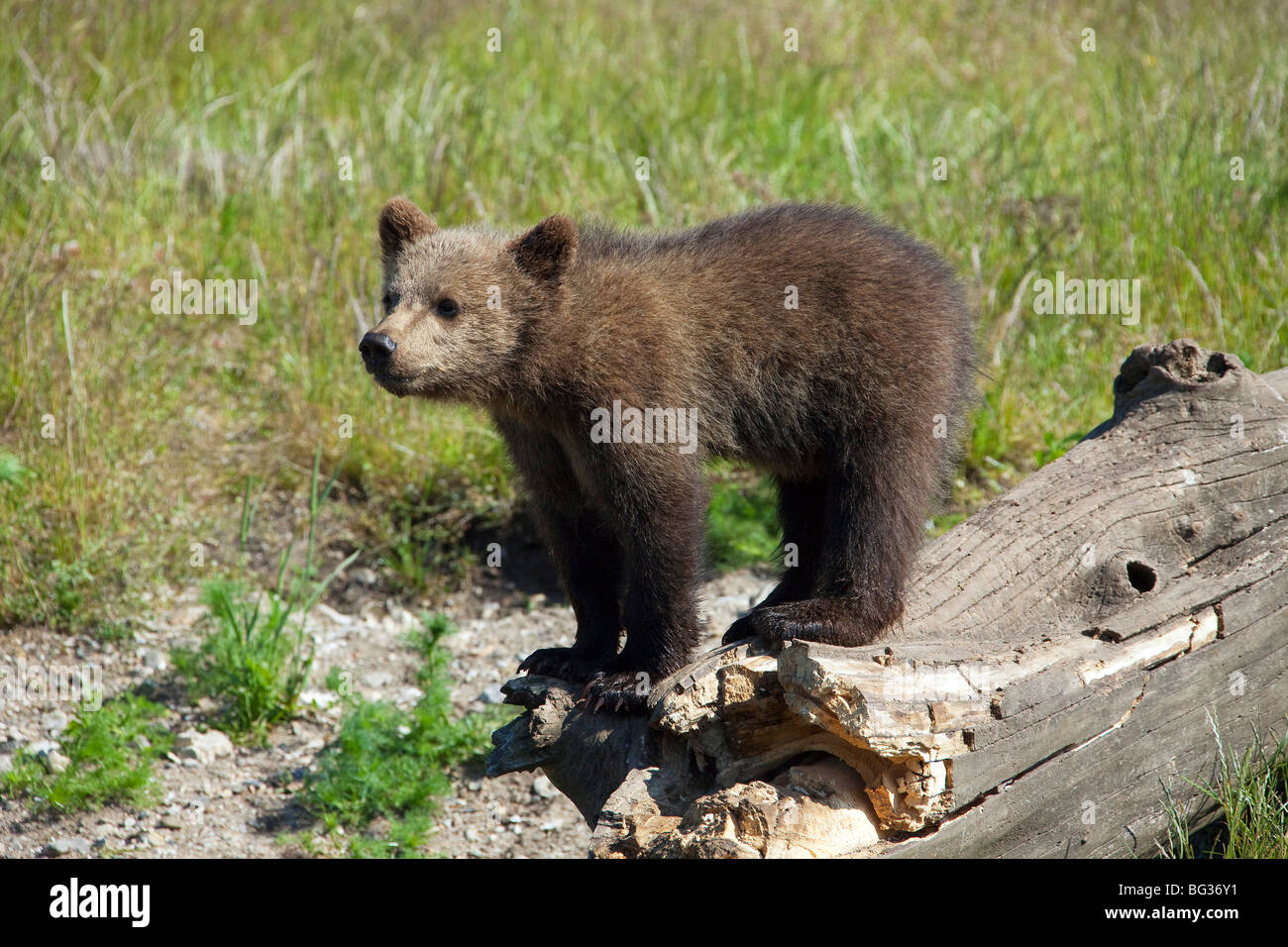 Giovani Eurasian Orso Bruno - in piedi su un tronco di albero / Ursus arctos arctos Foto Stock