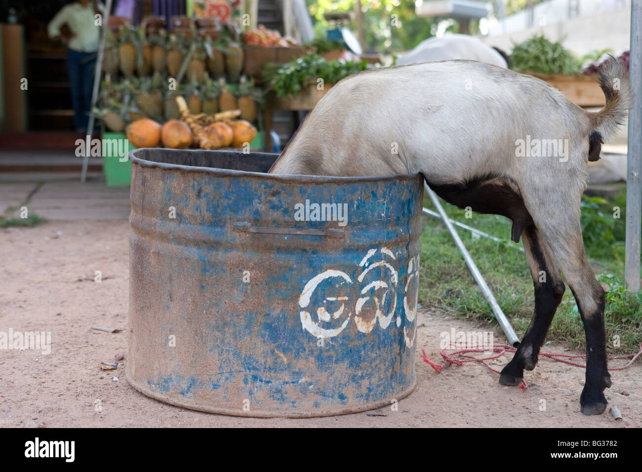 Capra nella spazzatura, Sri Lanka Foto Stock