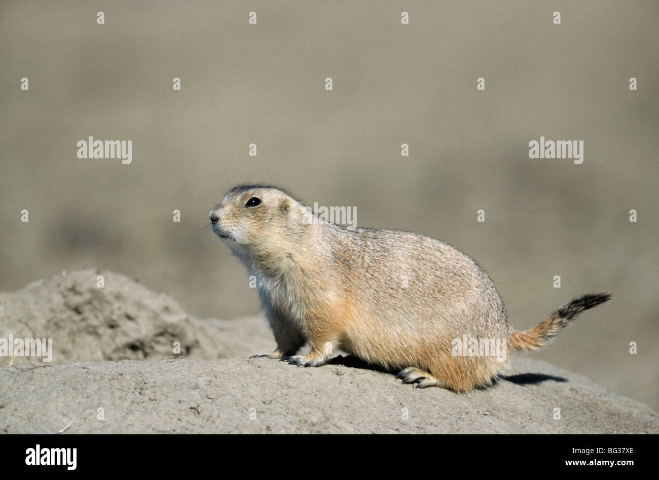 Nero-tailed Prairie Dog - In piedi / Cynomys ludovicianus Foto Stock