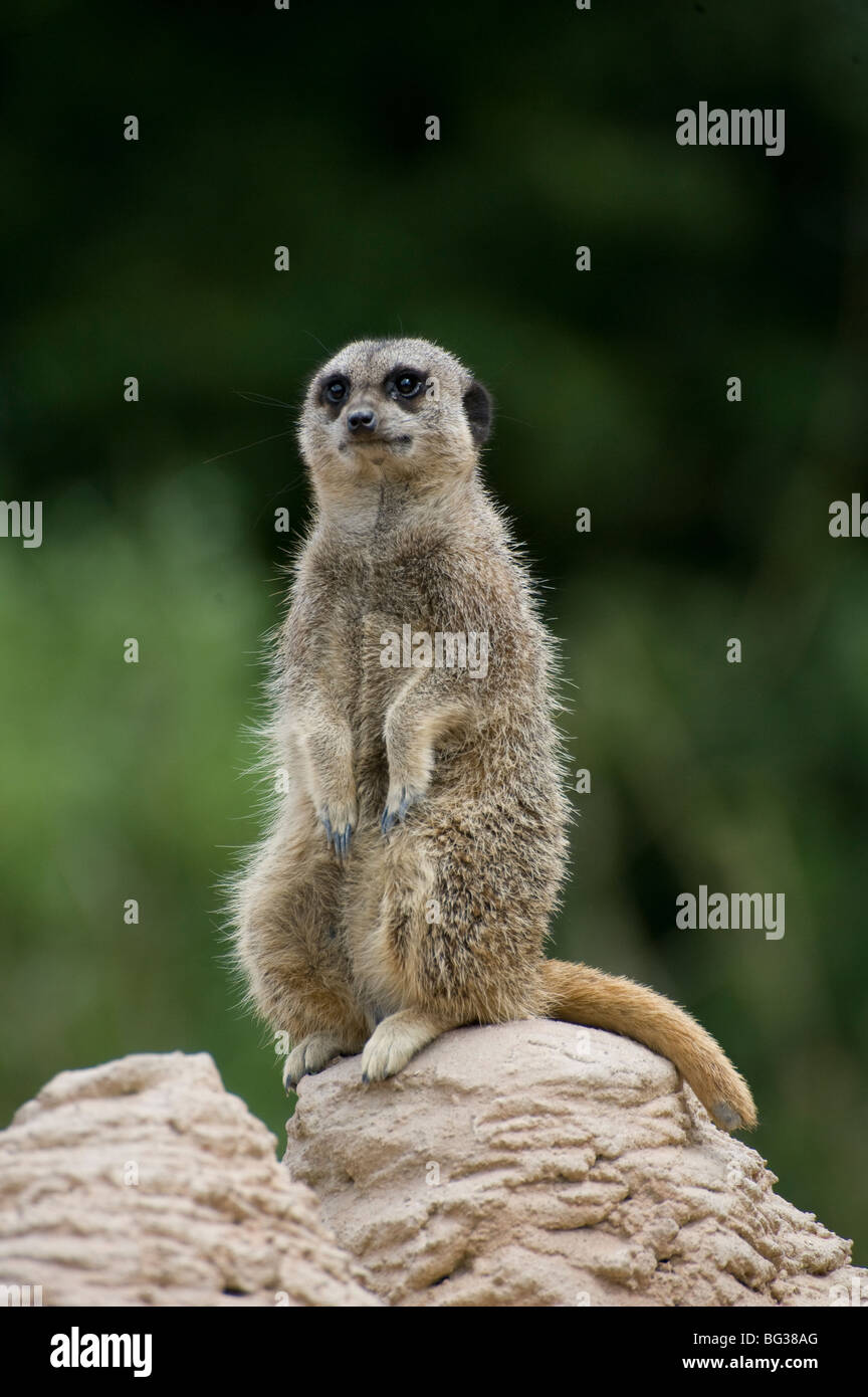 Lone meerkat seduto su di una roccia. Foto Stock