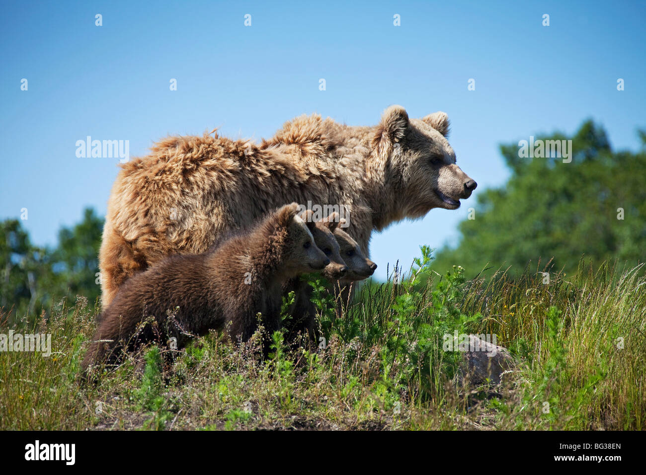 Eurasian Orso Bruno - madre con tre cuccioli / Ursus arctos arctos Foto Stock