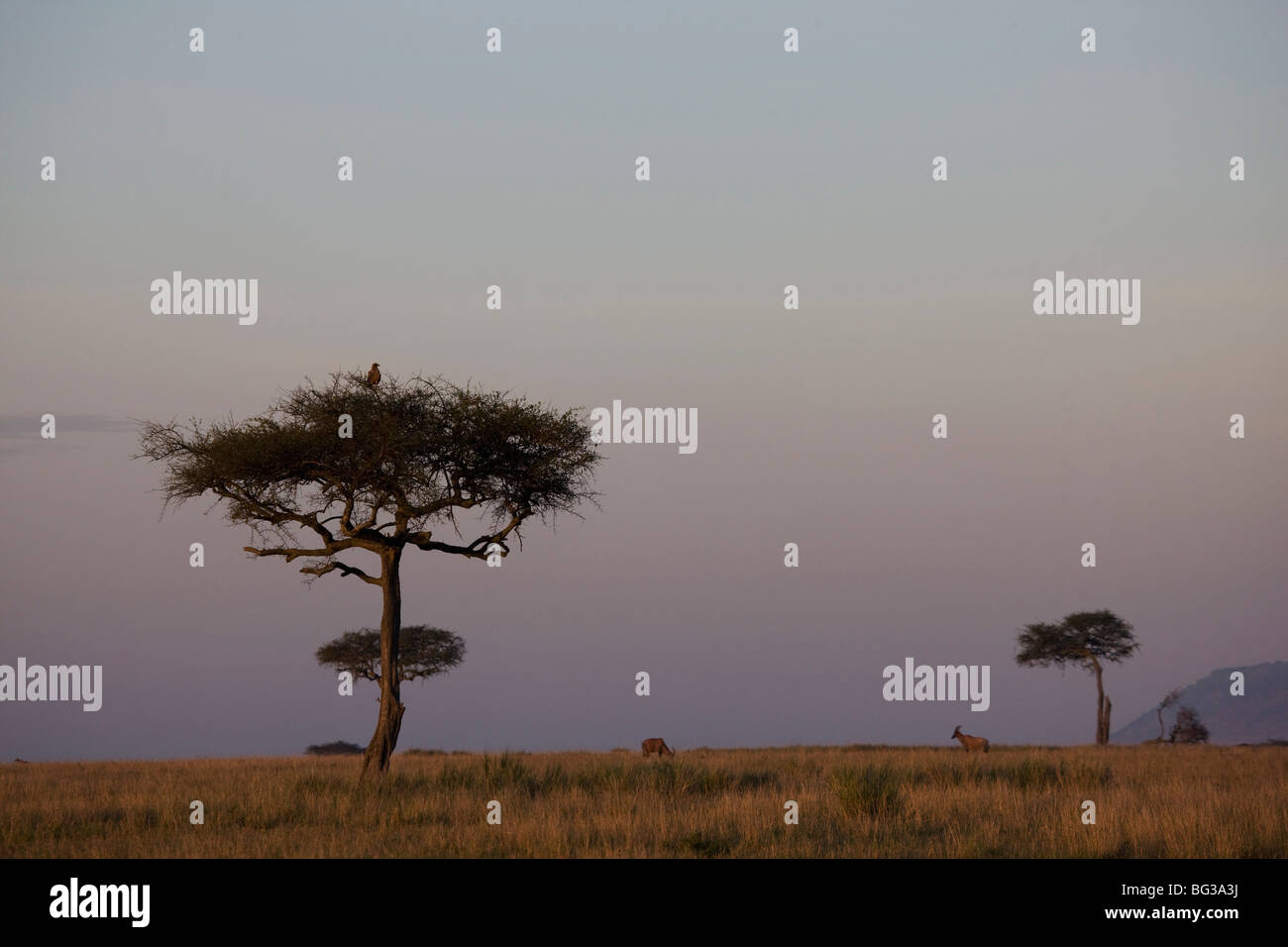 Riserva Nazionale di Masai Mara, Kenya, Africa orientale, Africa Foto Stock