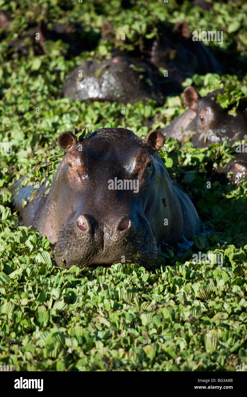 Ippopotamo (Hippopotamus amphibius), il Masai Mara riserva nazionale, Kenya, Africa orientale, Africa Foto Stock