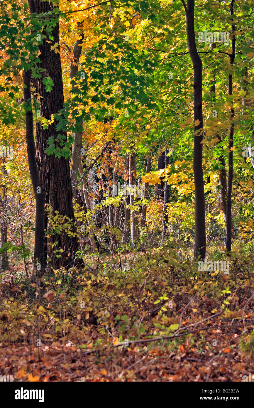 Fogliame autunnale Nissequoge River State Park, Kings Park, Long Island, NY Foto Stock