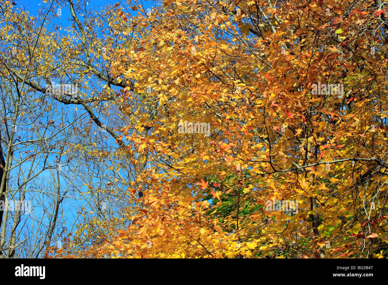 Fogliame autunnale Nissequouge River State Park, Kings Park, Long Island, NY Foto Stock