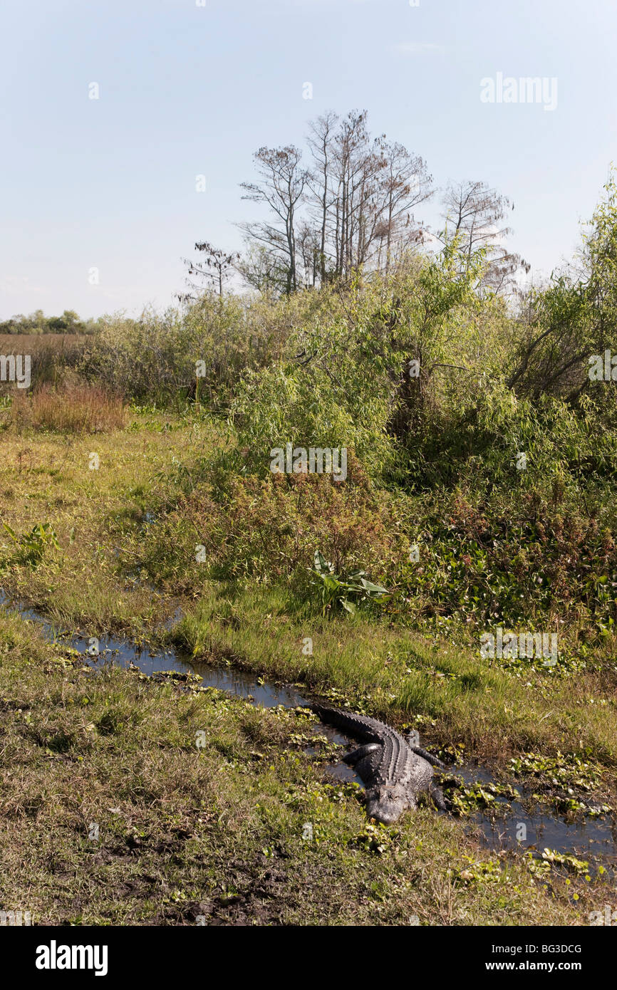 Alligatore, Everglades National Park, sito Patrimonio Mondiale dell'UNESCO, Florida, Stati Uniti d'America, America del Nord Foto Stock