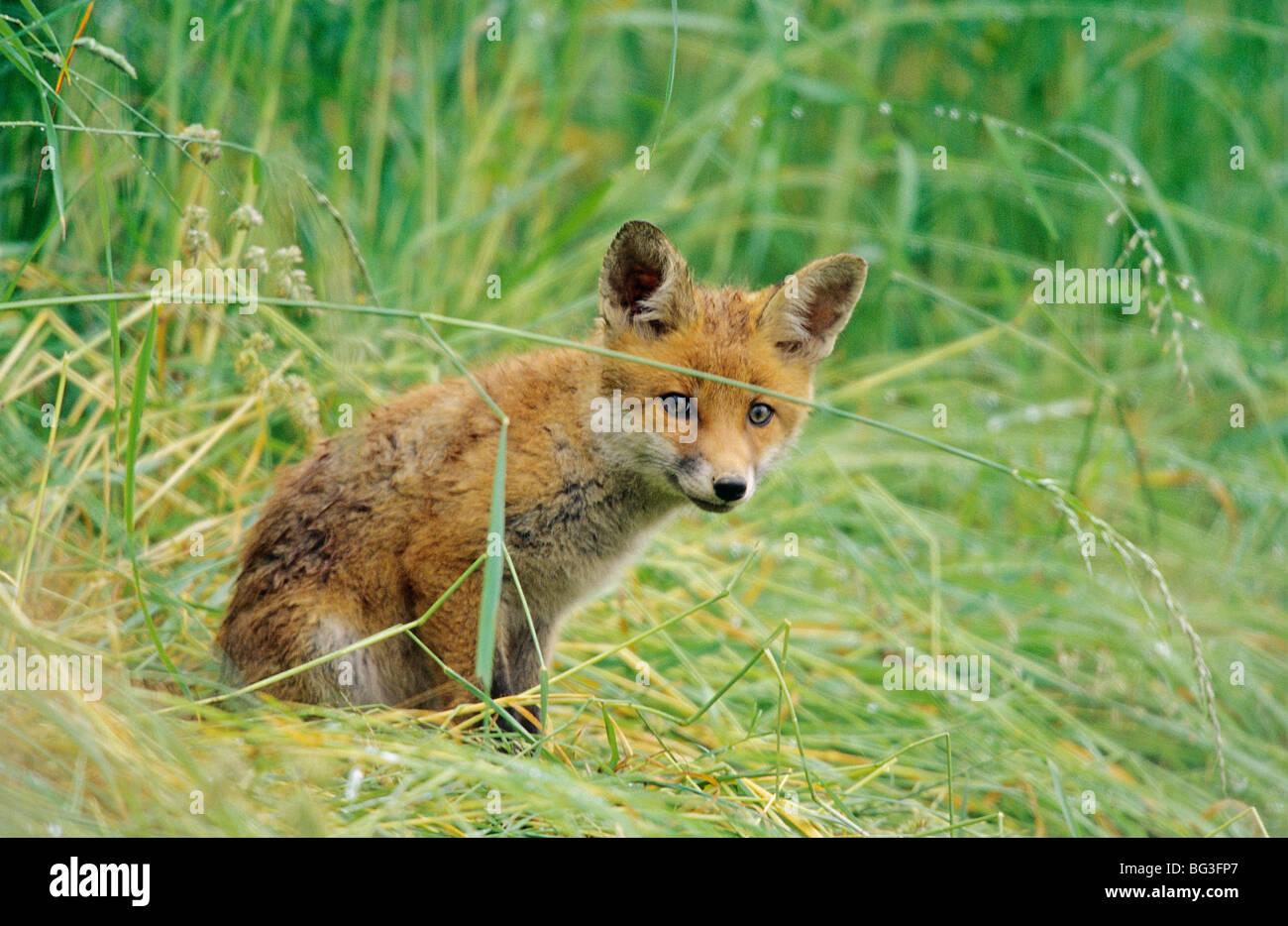 Rosso giovane volpe (Vulpes vulpes) seduto sul prato Foto Stock
