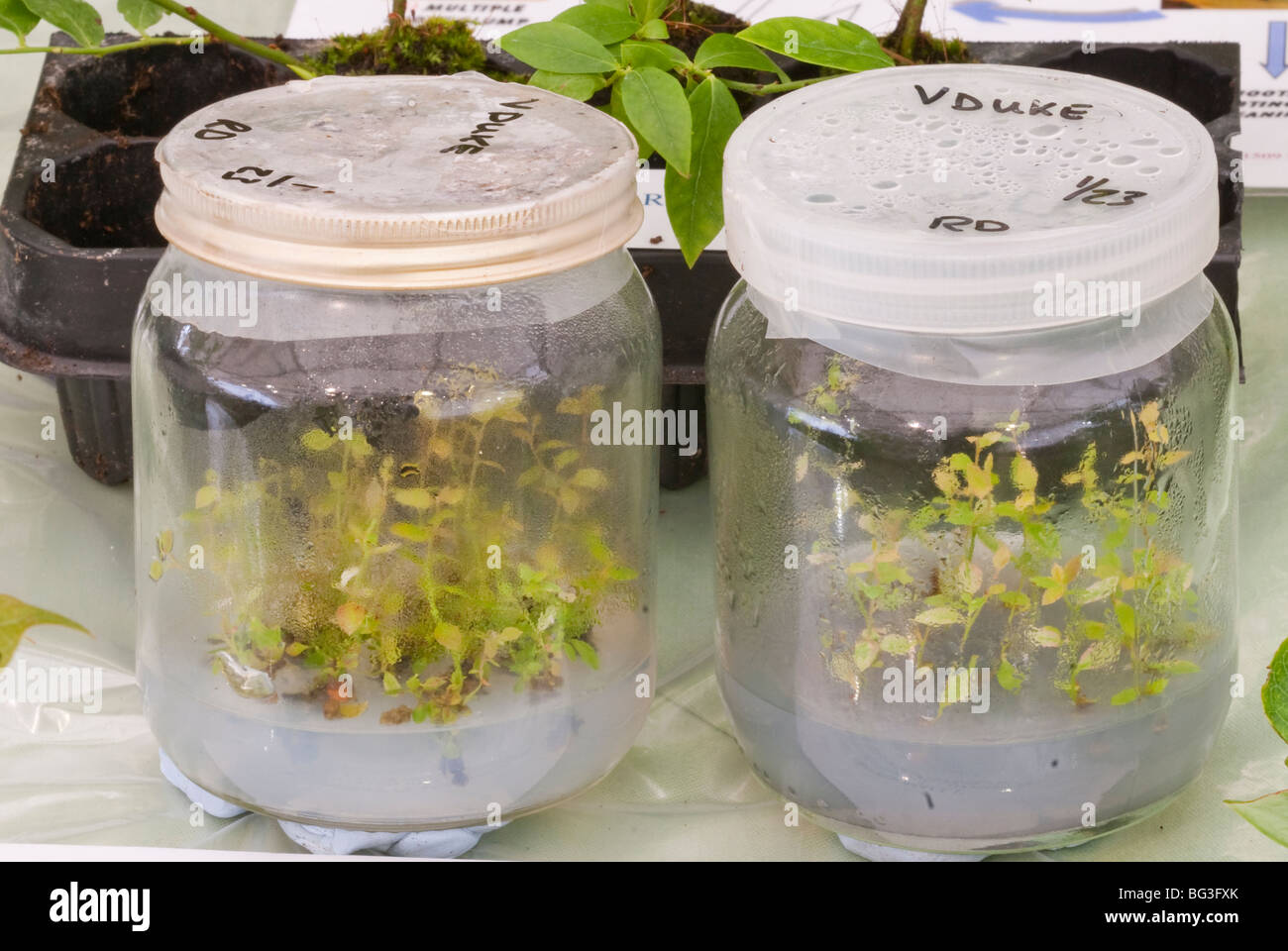 Giovani piante sterili in palloni da laboratorio vasetti di essere propagate in condizioni di laboratorio di clonazione su agar, mirtillo piantine Foto Stock