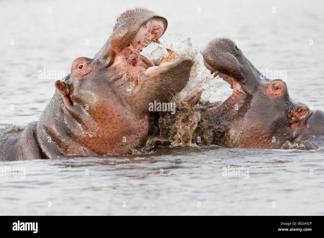 Gruppo di wild ippopotami in un fiume. La foto è stata scattata in del Botswana Chobe National Park. Foto Stock