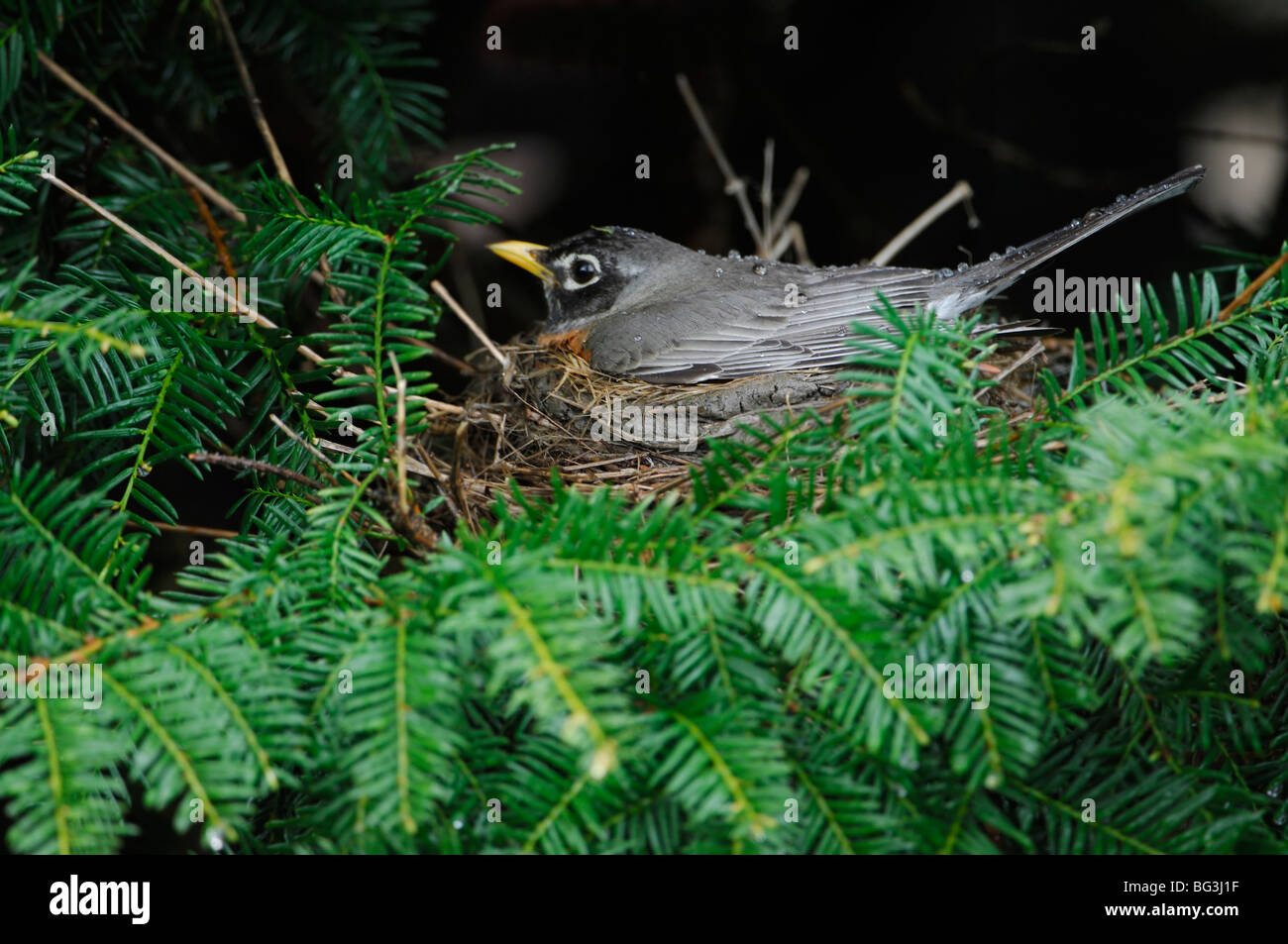 Un uccello Robin seduto sul nido in una boccola Foto Stock