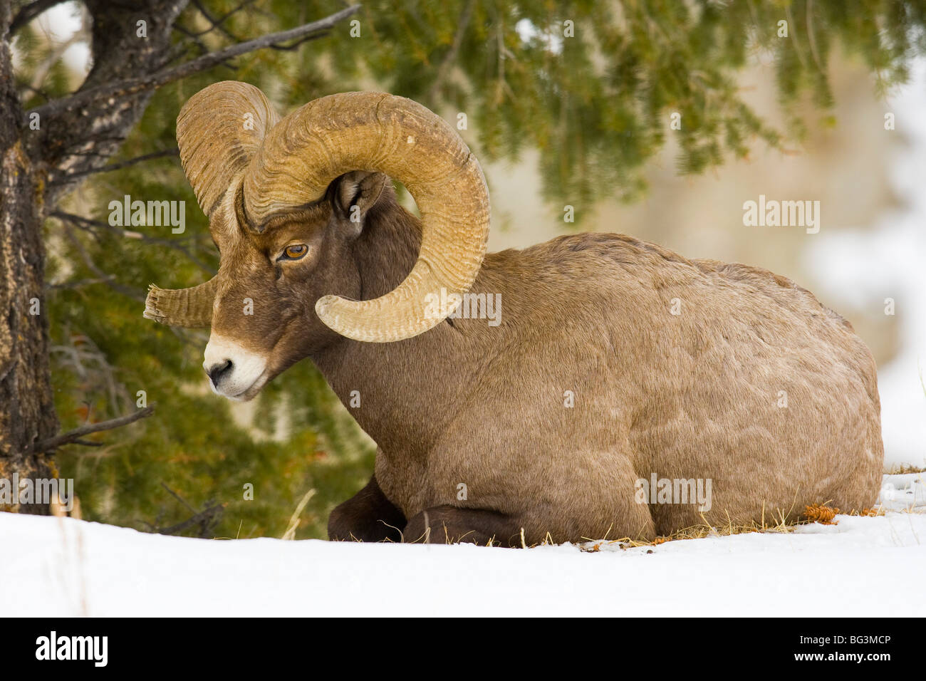 Bighorn Ram (Ovis canadensis) con pieno curl, riposo sotto rami di pino Foto Stock