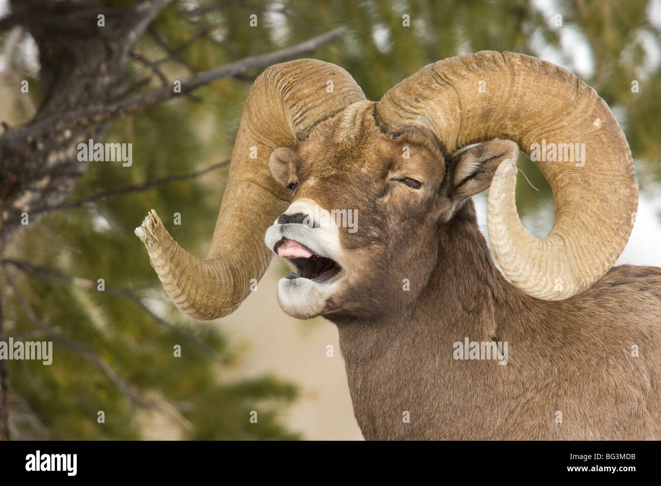 Bighorn Ram (Ovis canadensis) con pieno curl, ritratto di testa la bocca aperta flamen Foto Stock