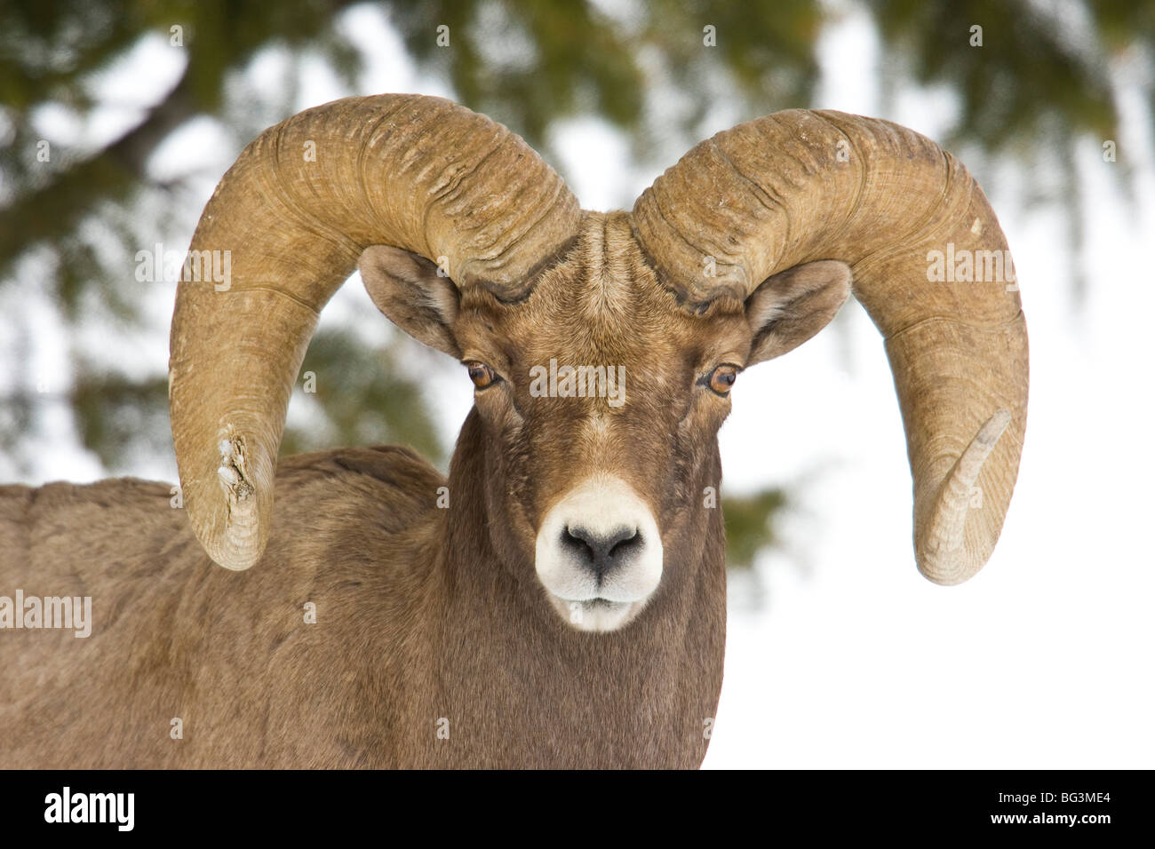 Bighorn Ram (Ovis canadensis) con pieno curl, ritratto di testa Foto Stock