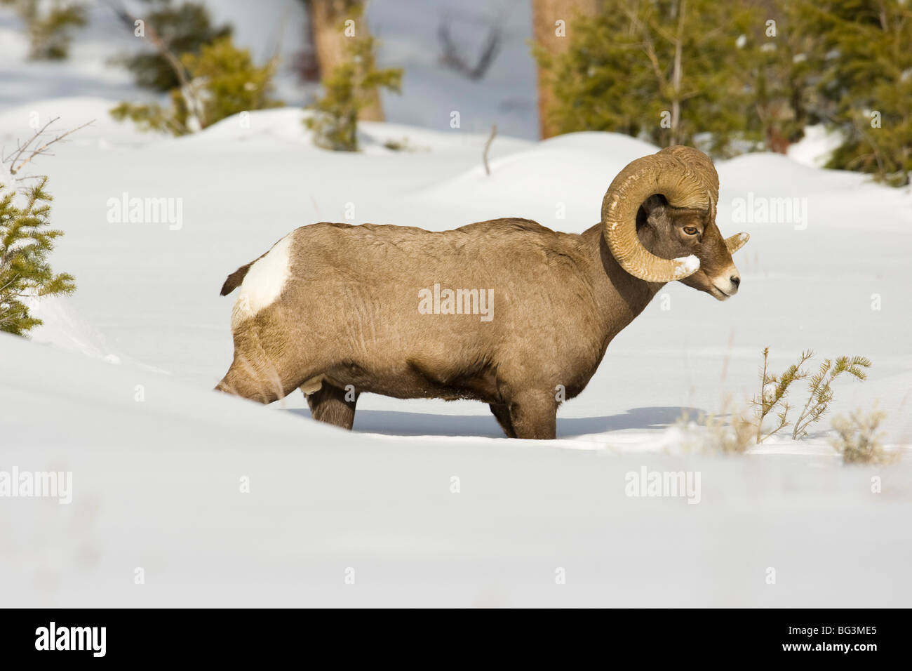 Bighorn Ram (Ovis canadensis) nella neve Foto Stock