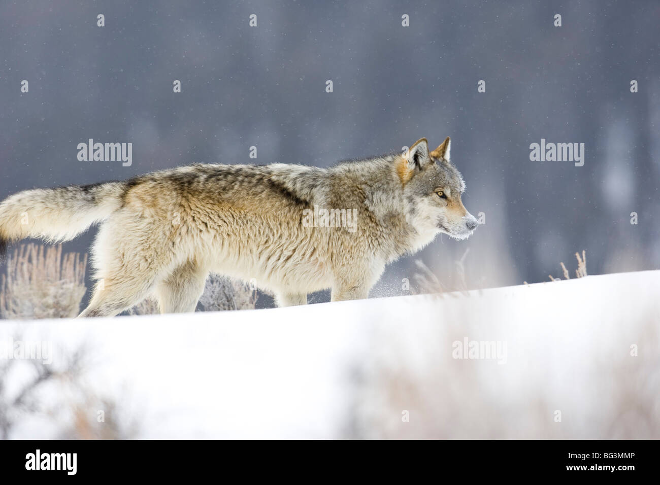 Lupo (Canis lupus) muovendosi lungo una banca di neve Foto Stock