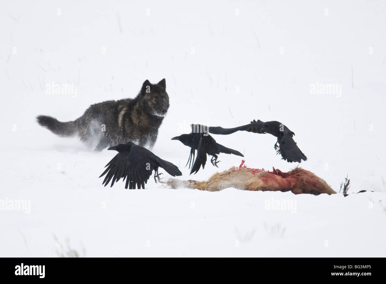 Lupo (Canis lupus) , nero, fase di alimentazione su un elk kill nella neve Foto Stock
