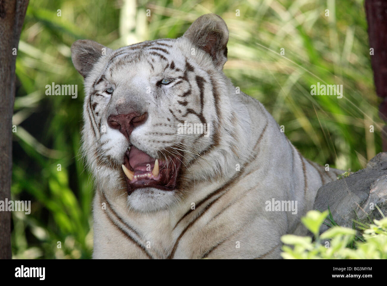 Tigre bianca del Bengala, Panthera tigris Foto Stock