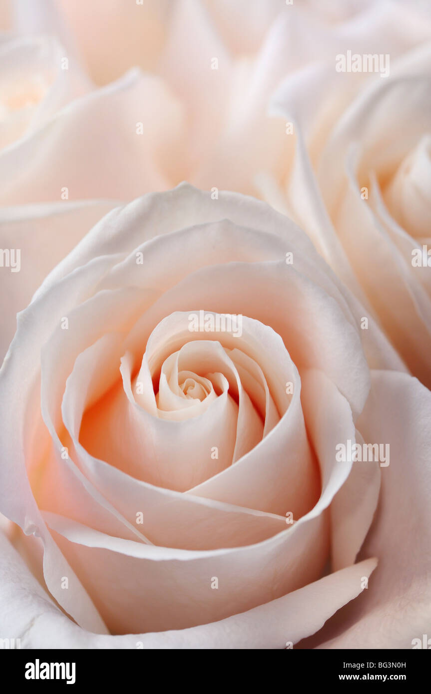 Close up di un mazzetto di fresco bianco rosa hybrid tea rose Foto Stock