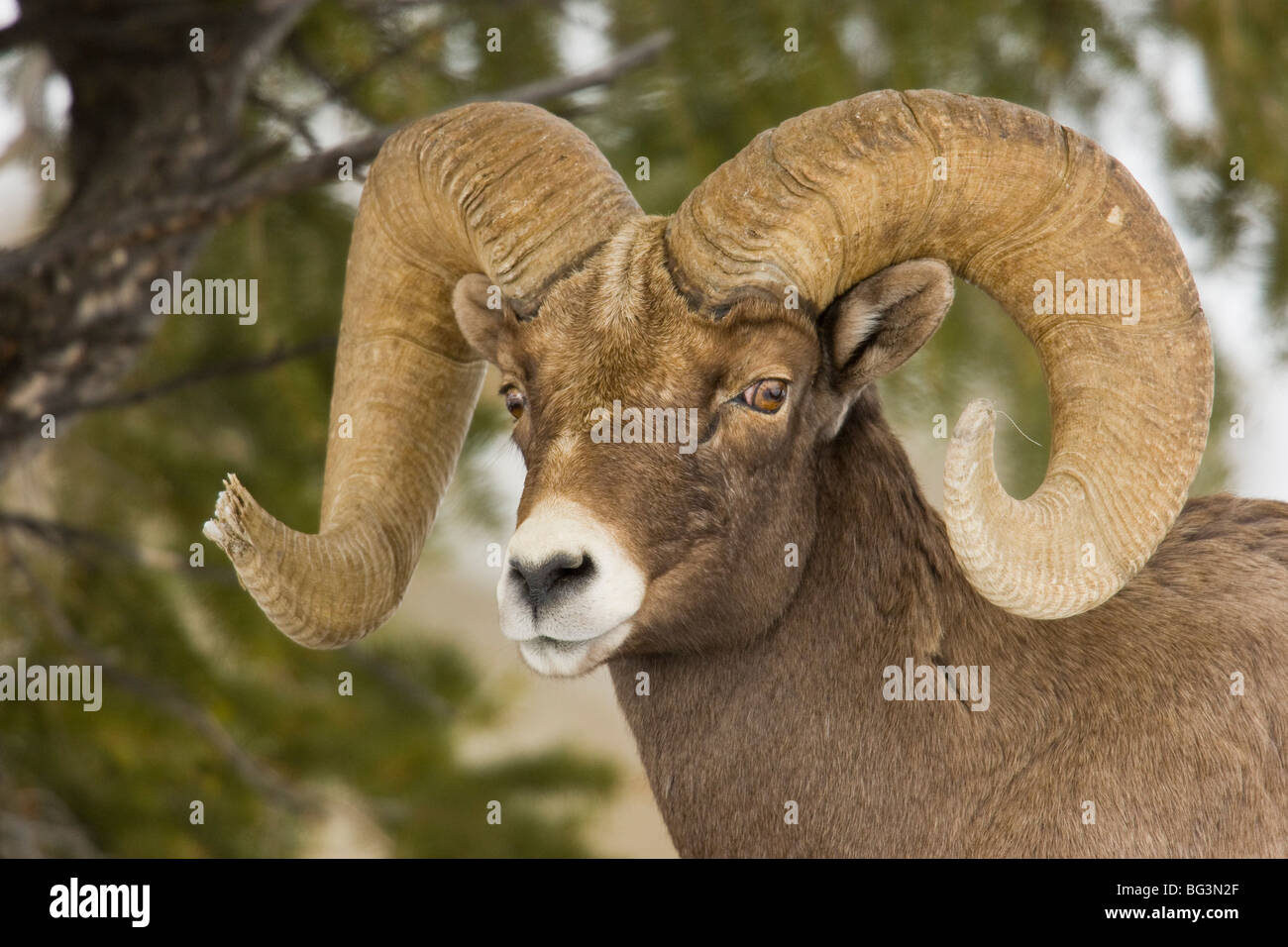 Bighorn Ram (Ovis canadensis) con pieno curl, ritratto di testa Foto Stock