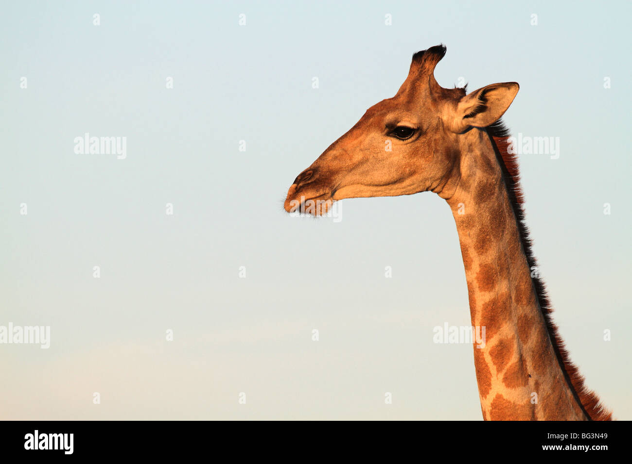 Giraffa Foto Stock