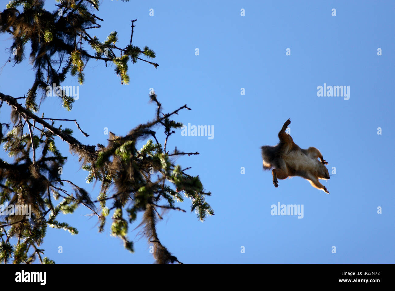 Lo scoiattolo che salta da albero ad albero, aereo e volare in aria. Foto Stock