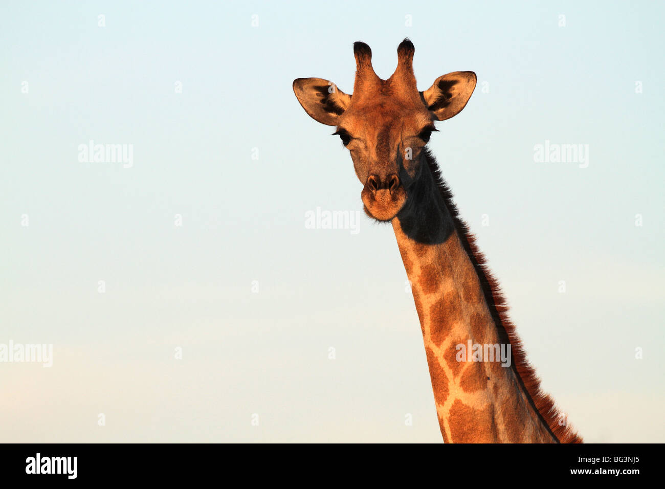 Giraffa Foto Stock