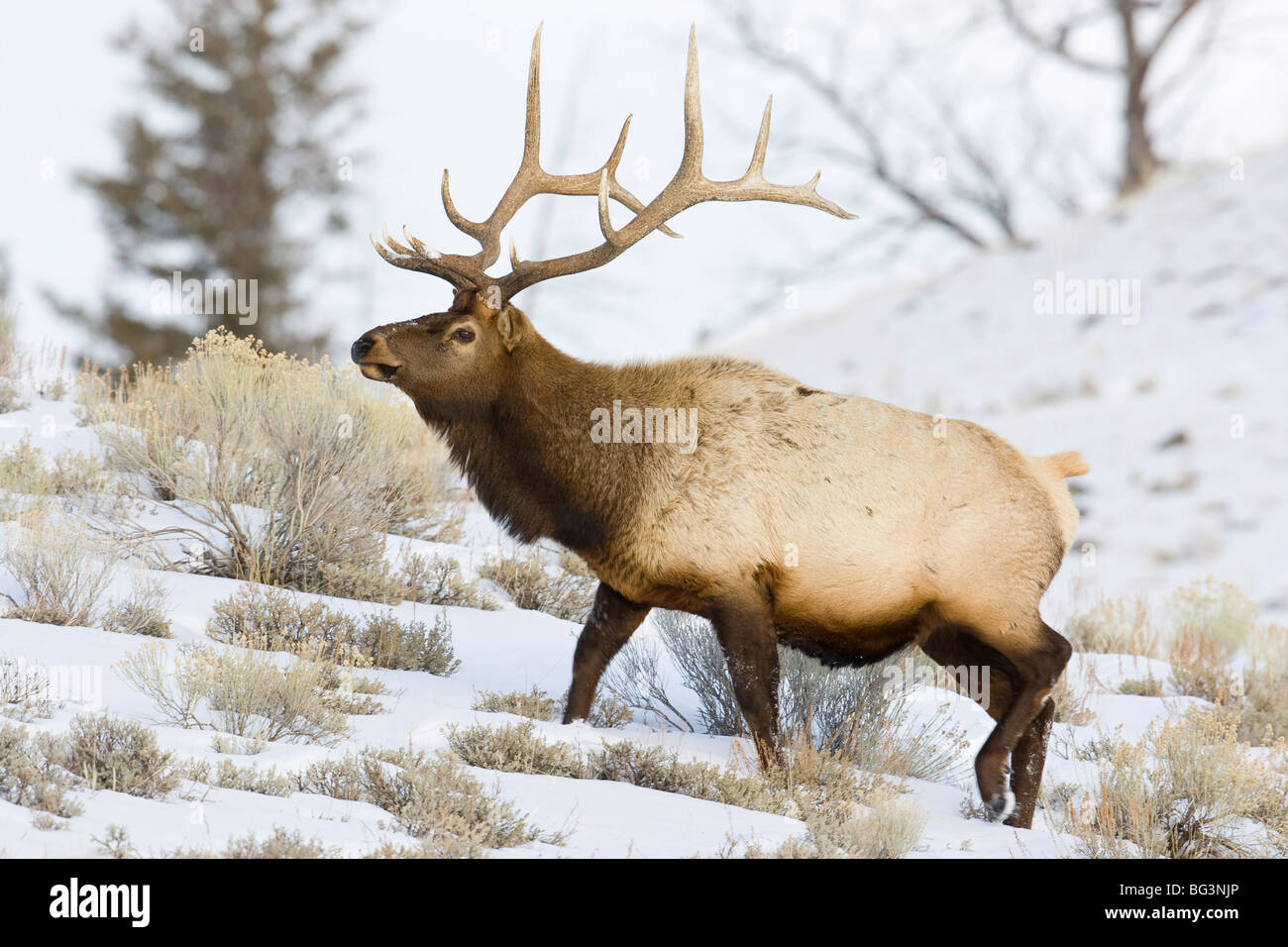 Bull elk (Cervus canadensis) nella neve Foto Stock