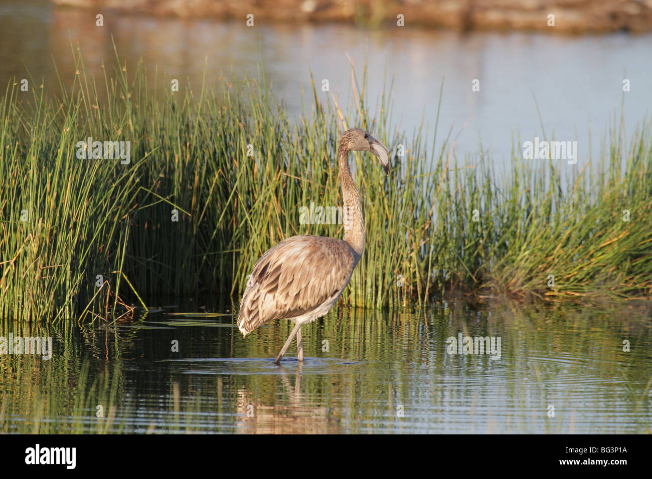 Immaturo fenicottero maggiore Foto Stock