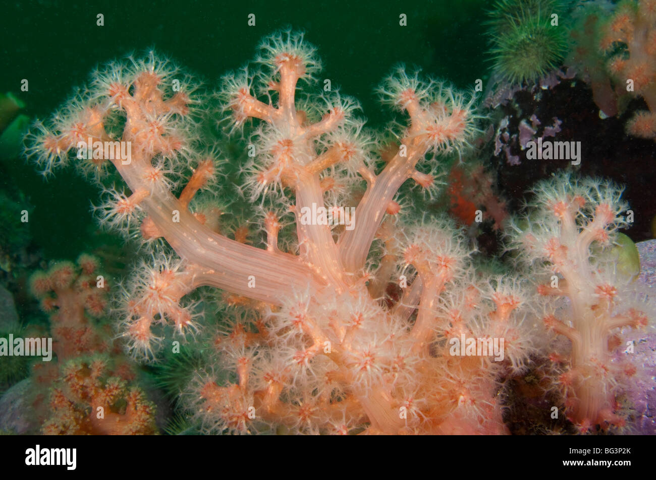 Rosso corallo morbido sott'acqua nel fiume San Lorenzo Foto Stock