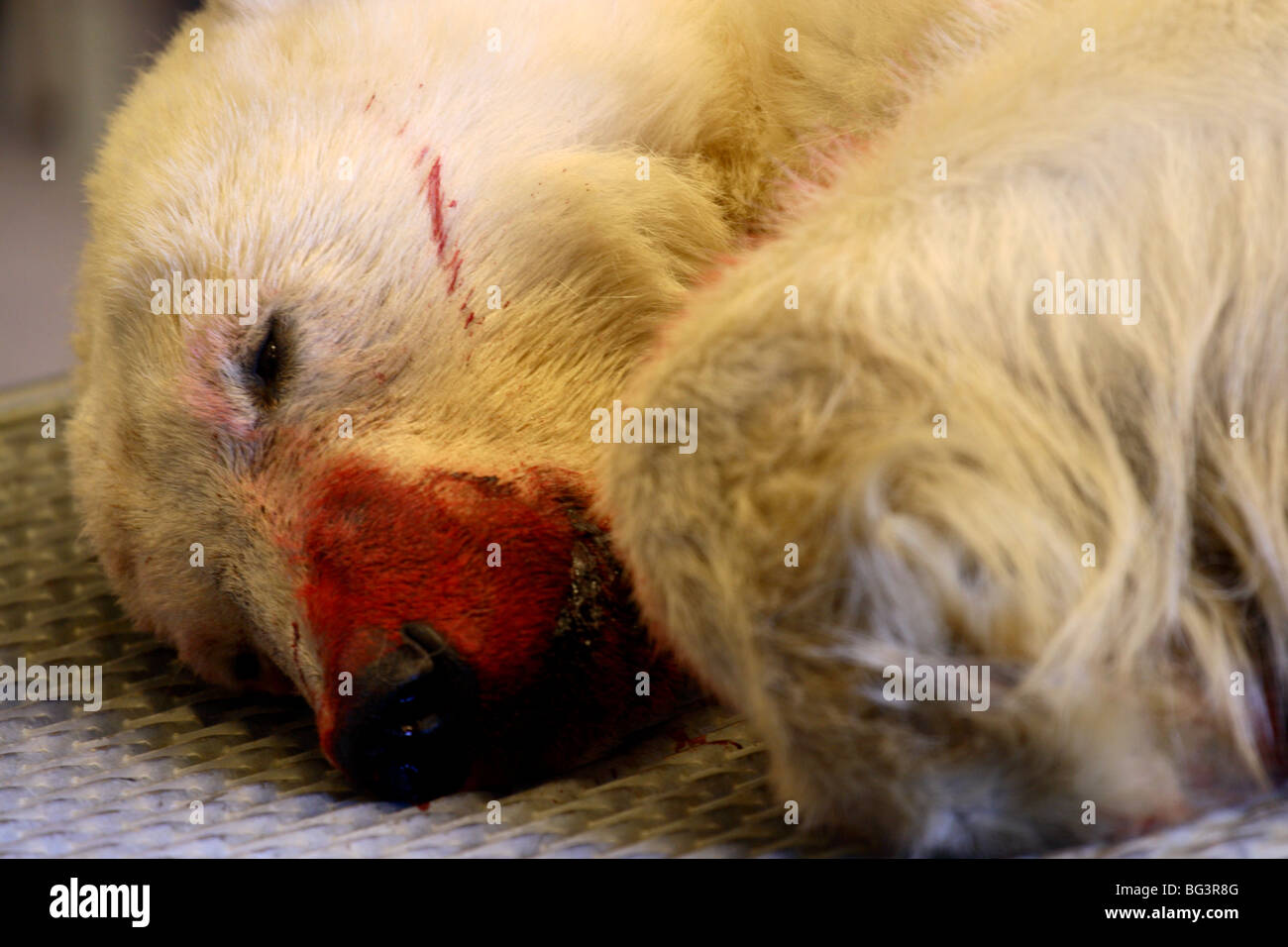 Morto orso polare con il sangue in faccia shot in difesa di auto Foto Stock