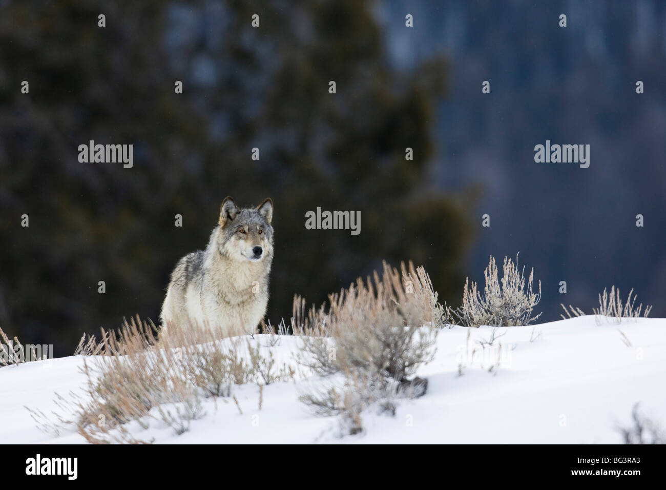 Lupo (Canis lupus) su un pendio nevoso Foto Stock