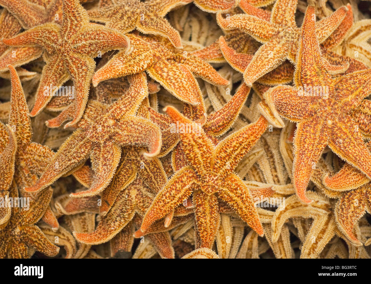 Starfish essiccata su una strada del mercato di Hong Kong, Cina Foto Stock