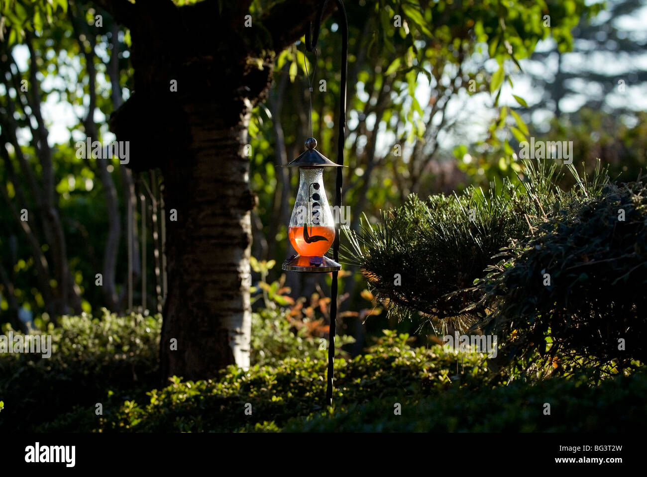 Hummingbird alimentatore. Foto Stock