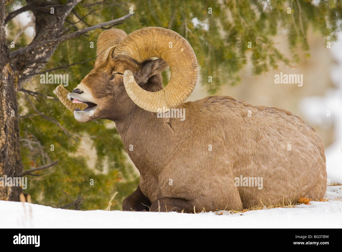 Bighorn Ram (Ovis canadensis) con pieno curl, riposo sotto rami di pino Foto Stock