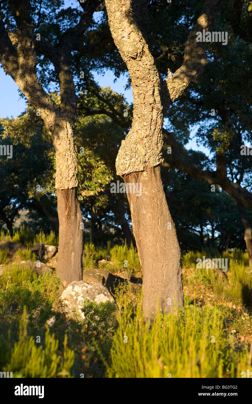 Le querce da sughero vicino a Jimena de la Frontera, provincia di Malaga, Andalusia, Spagna, Europa Foto Stock