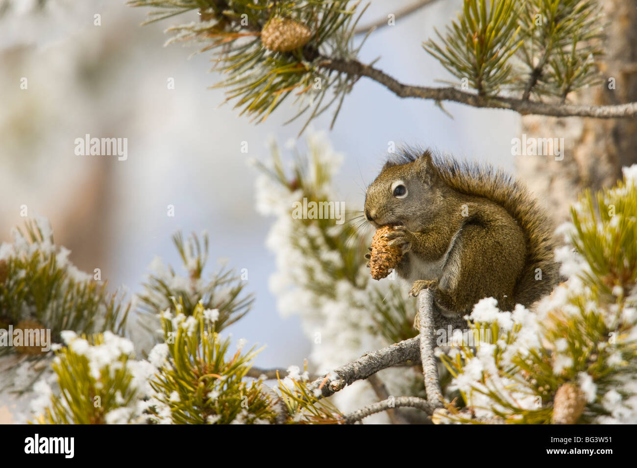Scoiattolo rosso (Tamiascurius hudsonicus) alimentazione su coni di pino in una snowy pine tree Foto Stock