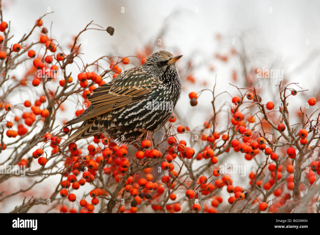 Unione Starling appollaiato in bacche di biancospino Foto Stock
