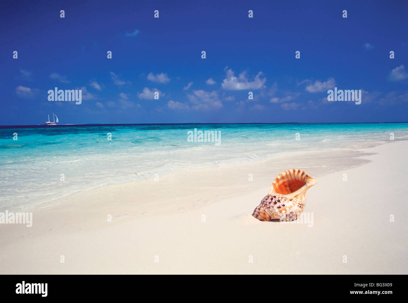 Guscio su una spiaggia deserta, Maldive, Oceano Indiano, Asia Foto Stock