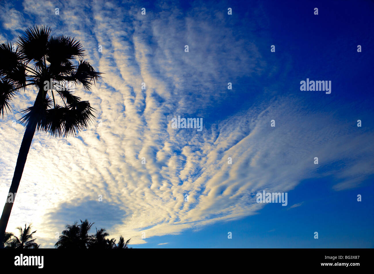 Palm Tree e cielo nuvoloso, Bali, Indonesia, Asia sud-orientale, Asia Foto Stock