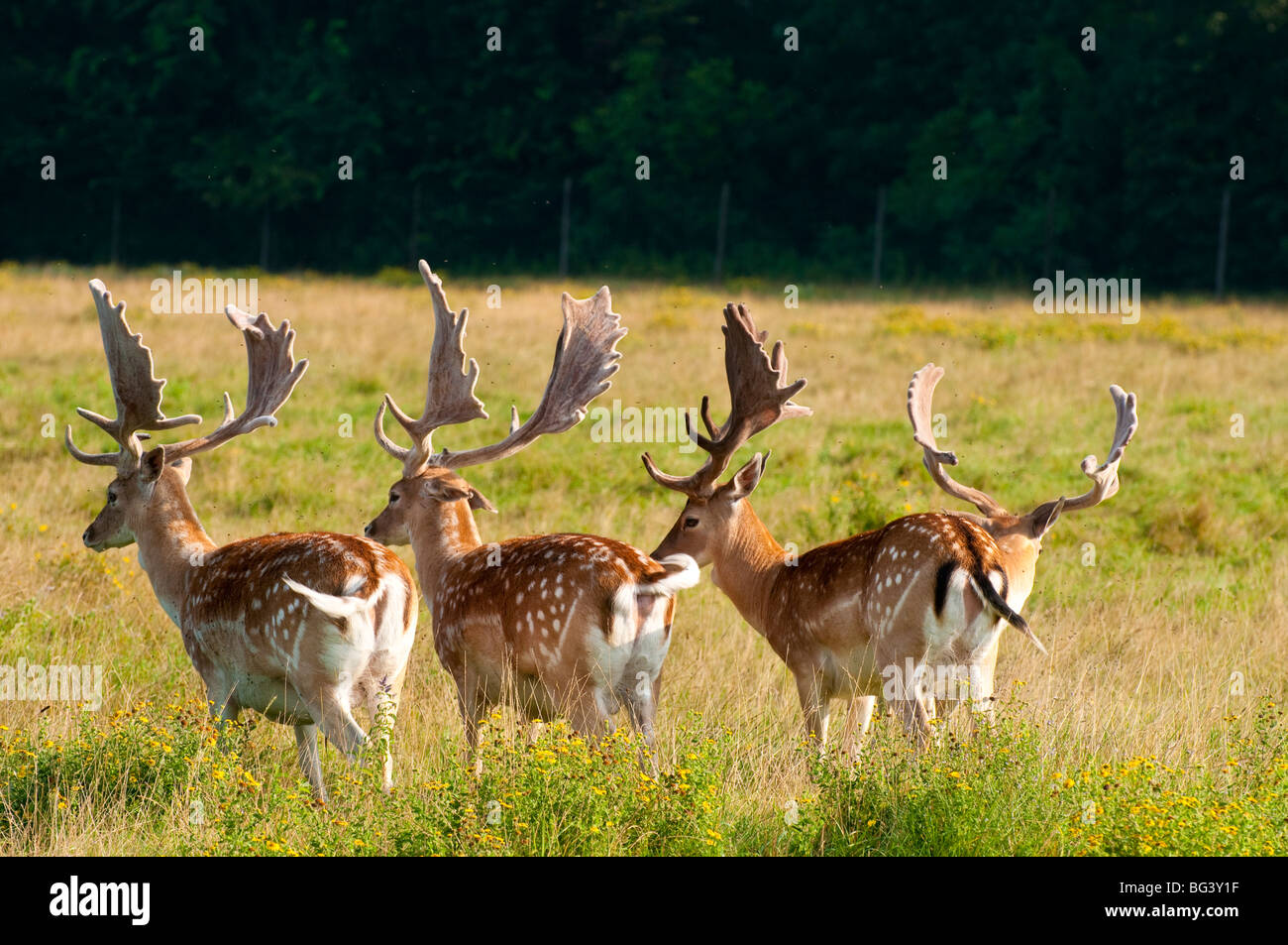Wild, Lainzer Tiergarten, Wien Österreich | Gioco, Lainzer Tiergarten, il Danubio, Vienna, Austria Foto Stock