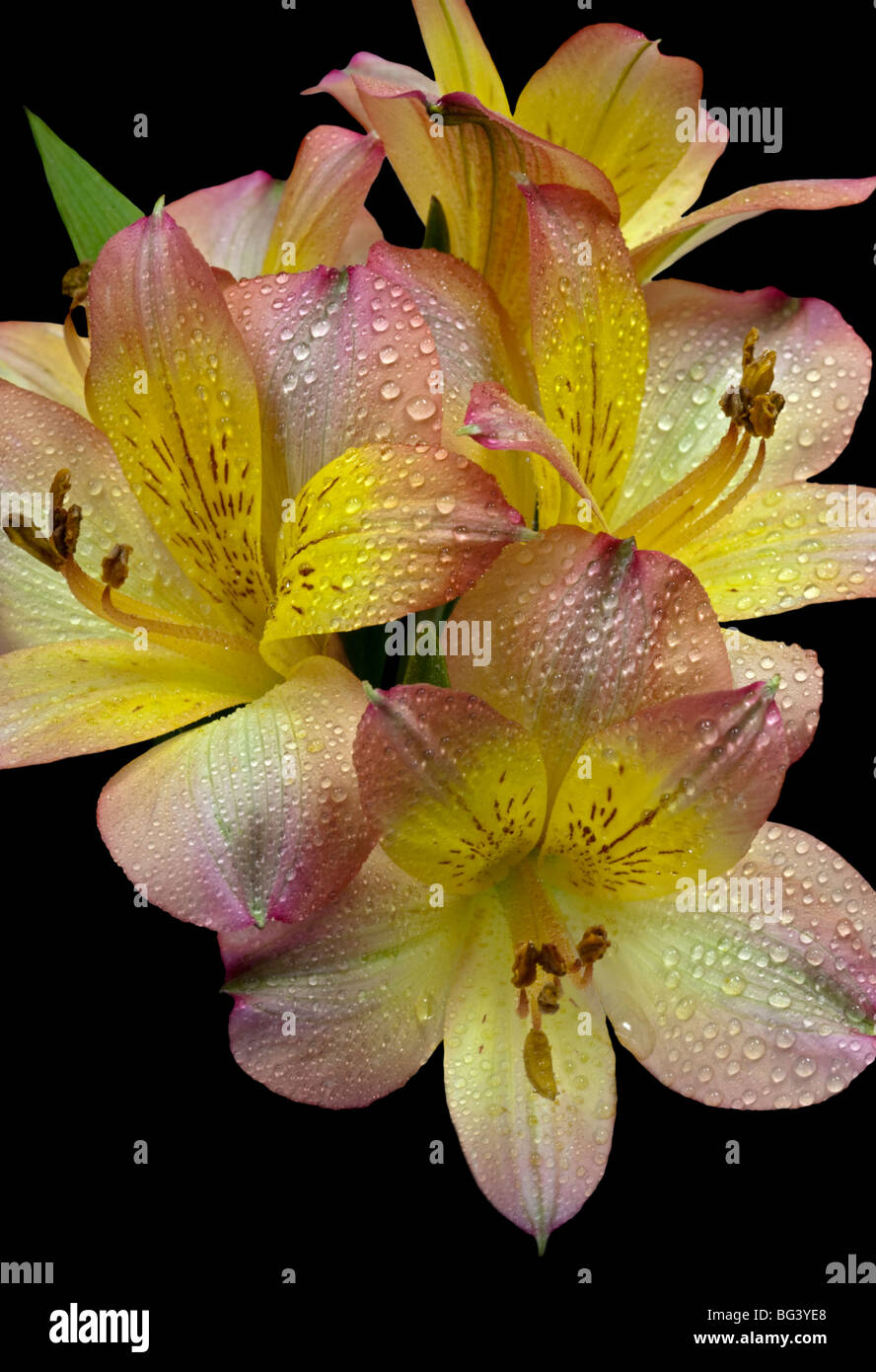 Rosa e giallo Alstroemeria (peruviano Lily) Foto Stock