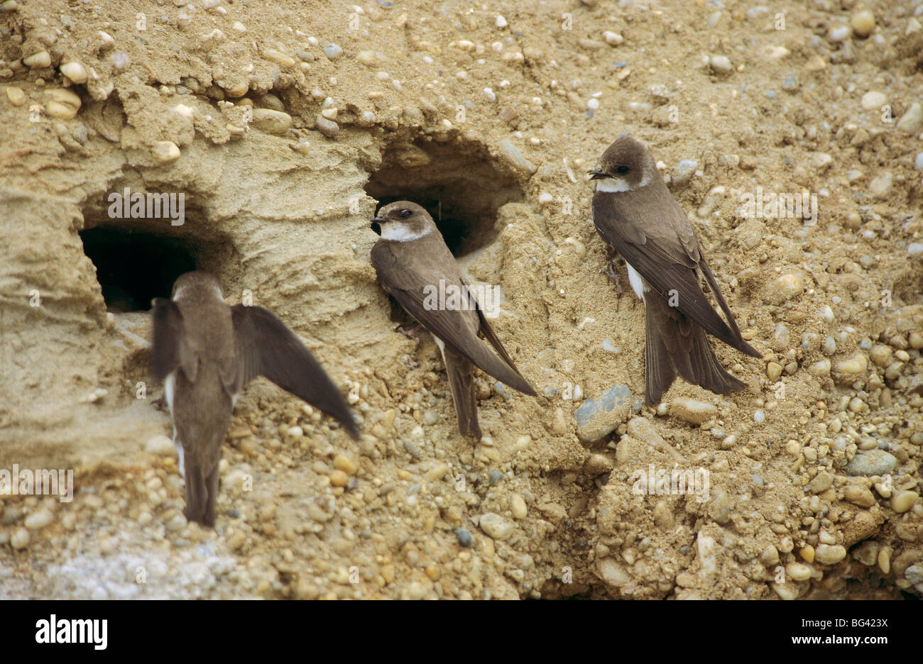 Tre sabbia Martins nella parte anteriore dei fori di nidificazione / Riparia Riparia Foto Stock