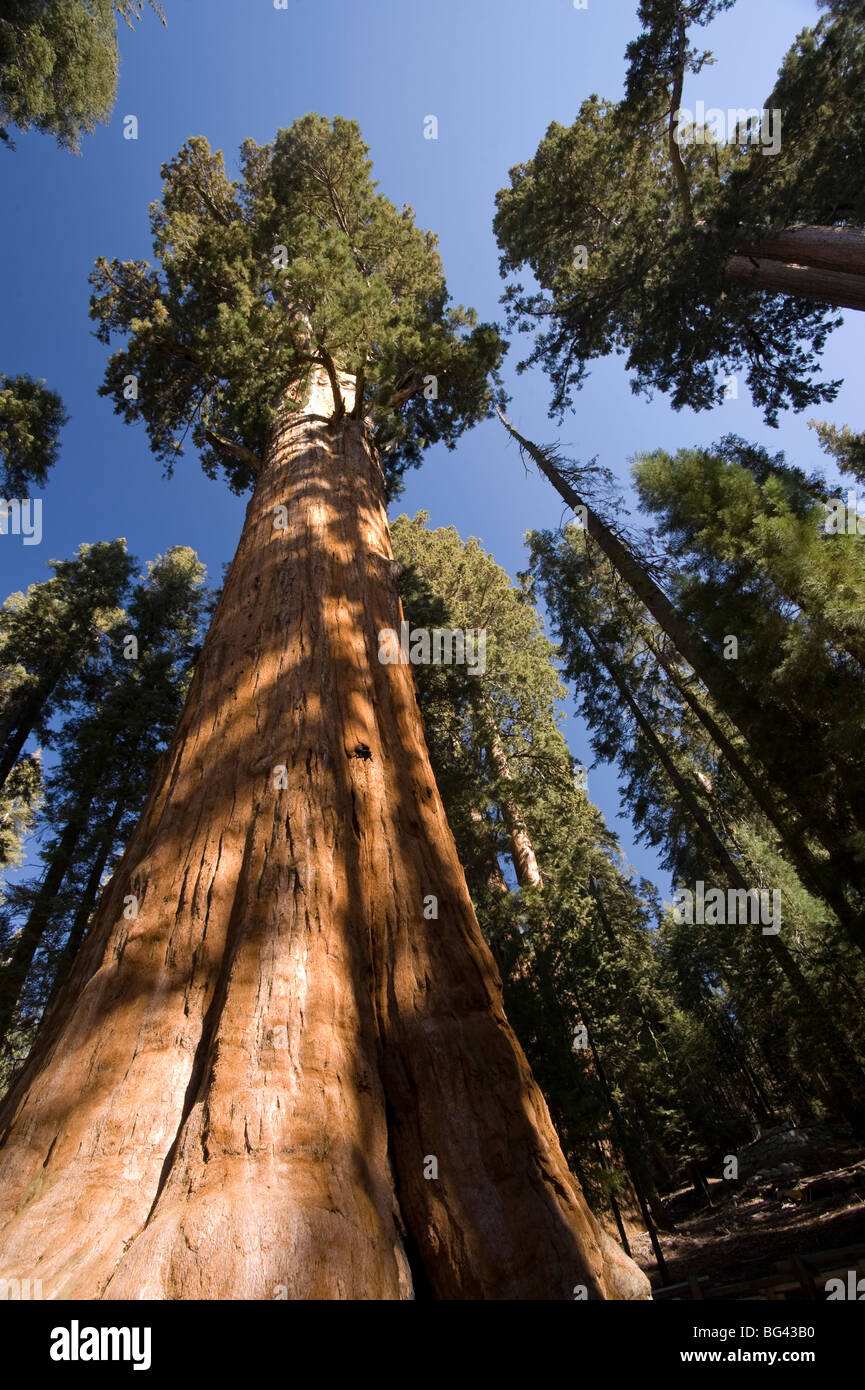 Stati Uniti, California, Sequoia National Park, General Sherman Tree (Struttura più grande al mondo) Foto Stock