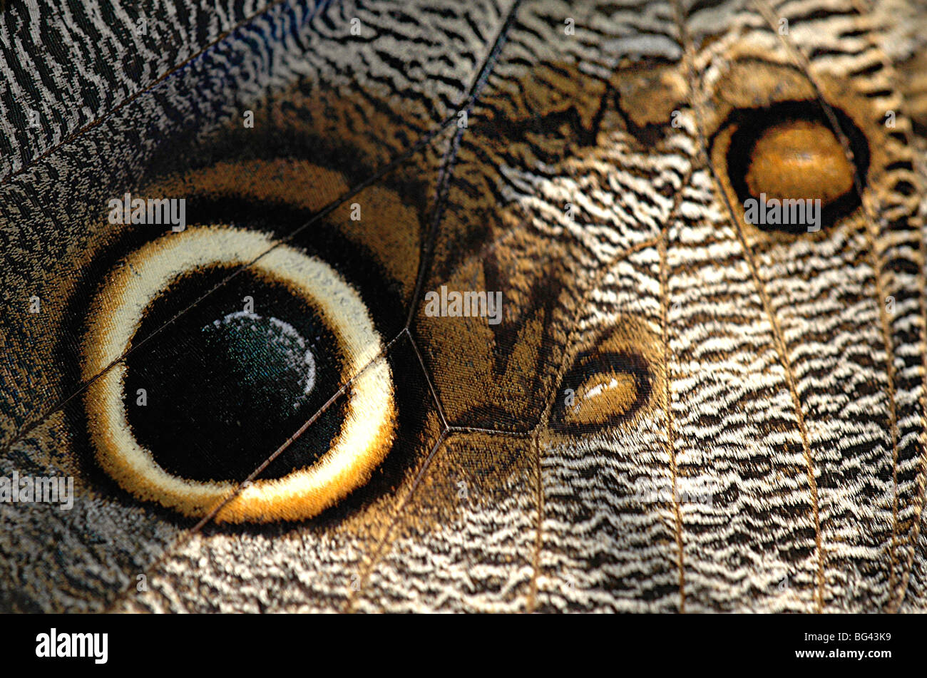 In prossimità di una ala di farfalla Foto Stock