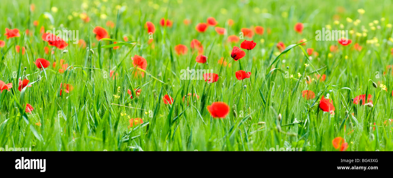 Felice poppies in Valle de Orcia, Toscana, Italia Foto Stock